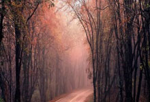 VSport胜利官方app:哈蘭德雙響登頂 歐冠表現分上看 霍伊倫10射門5球 場均11km 真讓人淚目.